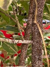 庭の植木にたくさんの白い点々とした模様なのか虫なのか とても Yahoo 知恵袋