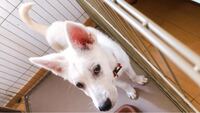 うちの子は現在約3ヶ月ぐらいの雑種犬なのですがなんの犬種が入ってるかわ Yahoo 知恵袋