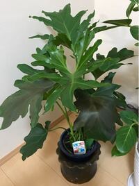 初めまして 力を貸してください 先日 観葉植物のセロームをベラン Yahoo 知恵袋