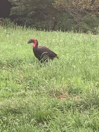 今日この鳥を千葉県の野田市付近で見かけたのですが我孫子市や柏 Yahoo 知恵袋