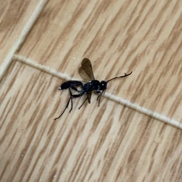 家の中に黒い蜂みたいなものが飛び回っていて気持ち悪かったです 個人的に Yahoo 知恵袋
