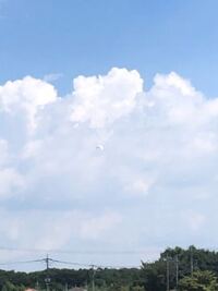 白い鳥なんですが名前分かりますか カラスくらいの大きさでした 海 Yahoo 知恵袋