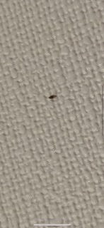 夜になると白い壁や天井に発生 この虫は何 夜になって電気 Yahoo 知恵袋