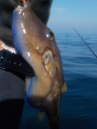 葉山沖で釣れた魚ですが 何という種類ですか 子供も手で持って観察したりしていま Yahoo 知恵袋