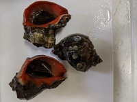 ツブ貝のアブラ 唾液腺 の処理の要否についてアブラには毒があるため 刺身にす Yahoo 知恵袋