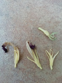 朝顔の種ができません 日射しも水も肥料も十分で しおれた花を摘むこともし Yahoo 知恵袋