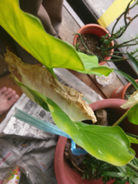 クワズイモ斑 ふ入りなんですが毎回枯れてしまいます太陽は西日 Yahoo 知恵袋