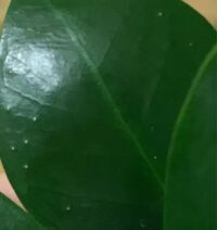 ガジュマルの葉の一部に白い粒々がありますが これはハダニなの Yahoo 知恵袋