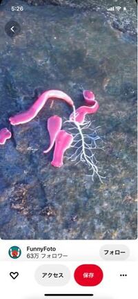 この生物の名前はなんですか ピンク色でいろんな形に変 Yahoo 知恵袋