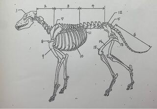 犬の骨格名称についてです 番号の骨格名称を教えてくださ Yahoo 知恵袋