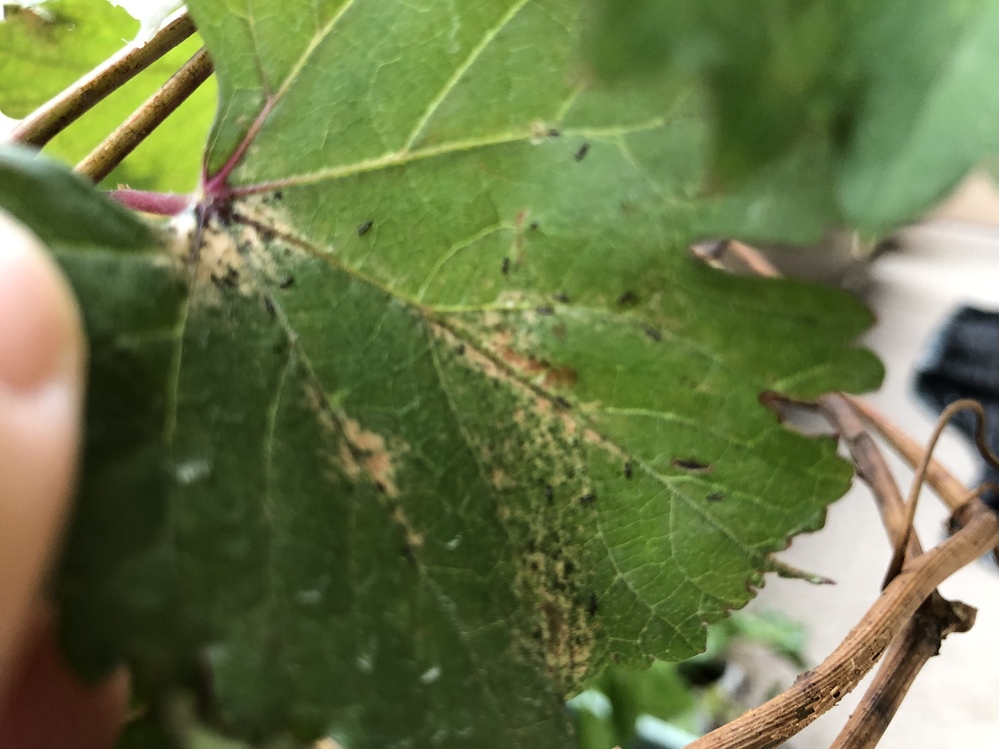 ぶどう 藤稔 棚栽培 の葉の裏に産み付けられているこの卵は何の Yahoo 知恵袋