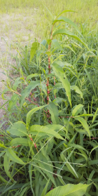 この茎が赤いような植物の名前を教えて下さい オオイヌタデかも知れま Yahoo 知恵袋