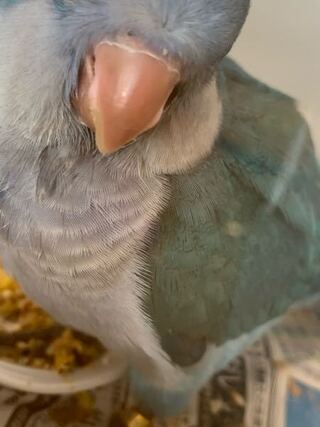 我が家には２歳のオキナインコが二羽いますが 先日迎えた2ヶ月 Yahoo 知恵袋