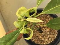 観葉植物としてアボカドを植えてます 新しい葉がねじれるのはなぜでしょう Yahoo 知恵袋