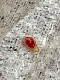 室内で半透明でお腹が赤い虫を見付けました これはなんで Yahoo 知恵袋
