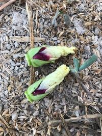 オクラを育ててるのですが つぼみがついても 花が咲く前に落ちてしまいます Yahoo 知恵袋