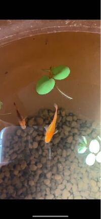 メダカの過抱卵浴塩で治りますか まだ初期なのですが 塩浴と水換えで代謝を Yahoo 知恵袋