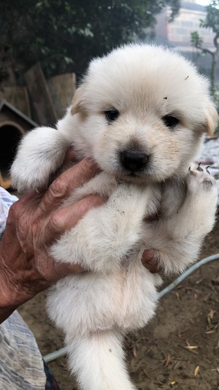 子犬について写真の子犬は 成犬になった時どのぐらいの大きさになりますか Yahoo 知恵袋