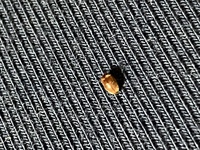 ドラクエ10のメダル王のコインについて質問です コインをバザーにだしたら800 Yahoo 知恵袋