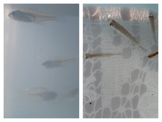 フナのいる池で捕まえたのですが この魚はメダカでしょうか 大きさは3 Yahoo 知恵袋