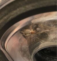 虫がいたので慌てて掃除機で吸ってしまいました これはゴキブリですか Yahoo 知恵袋