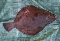 お魚に詳しい方 このカレイの種類を教えてください 愛知県の知 Yahoo 知恵袋