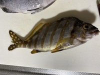 これはなんという魚でしょうか オススメの食べ方教えて下さい Yahoo 知恵袋