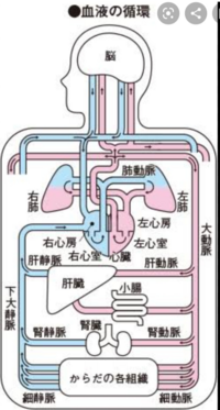 血液循環について教えて頂きたいのですが 画像は血液循環を表し Yahoo 知恵袋