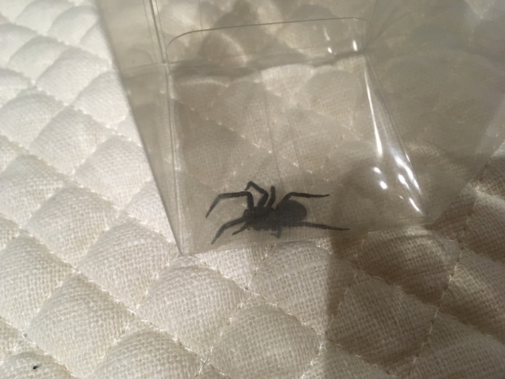 蜘蛛に詳しい方教えてください 家の中で見つけました 真っ黒です 何とい Yahoo 知恵袋