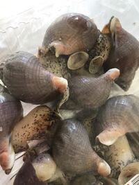 教えて貝博士ー スーパーで買ったこの 北海道産磯ツブ の正式名 Yahoo 知恵袋