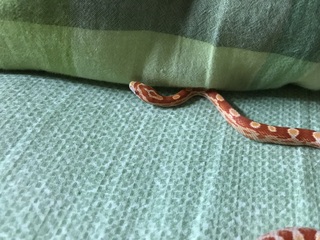 ベッドの上にこんな蛇が居ました 可愛いです 何ていう蛇ですか コ Yahoo 知恵袋