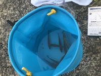 初めて釣りをしたのですが分からない魚を釣りました これはなんていう魚で Yahoo 知恵袋
