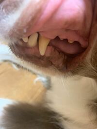 犬の舌と歯茎の色についてです チワワ六歳を飼っていますが 歯茎が白い 下も真っ Yahoo 知恵袋