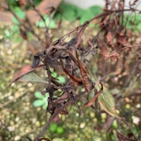買ったばかりのコスモスが枯れてきました 先週鉢植えのコスモスを Yahoo 知恵袋