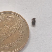この小さな茶色い虫の正体が分かる方いらっしゃいますか？
四角い様なフォルムで、頭は大きくて赤茶色の様な色です。
よく洗濯物についてくるのですが…今日で3度目です(- -;;)
なんだか見て いる分にはかわいい感じの虫です！
