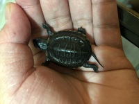 亀が卵を４こぐらい産んだんですけど育て方がよくわかりません Yahoo 知恵袋