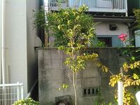 シンボルツリーについて アオダモかヤマボウシで迷っています Yahoo 知恵袋