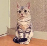 猫のしっぽマフラーってめっちゃ可愛いですよね Fwf Yahoo 知恵袋