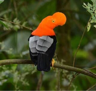 この鳥の名前はなんですか アンデスイワドリのオスです Yahoo 知恵袋