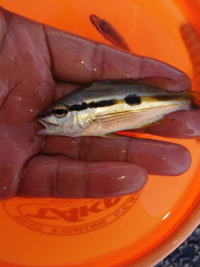 昨日サビキで釣れました この魚は何ですか 因みに瀬戸内 Yahoo 知恵袋