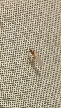 家の中に 羽根の生えた小さな蟻の様な虫が大量発生しています レー Yahoo 知恵袋