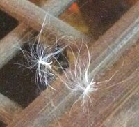 これは何かの種子でしょうか タンポポの綿毛のようですが 種につい Yahoo 知恵袋