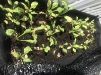 ラディッシュや小カブの栽培が失敗ばかりします 二葉が出てきて Yahoo 知恵袋