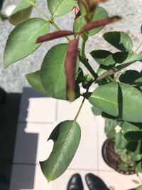 薔薇の葉っぱが虫食いの様になっています 画像上の赤矢印には切れ目 Yahoo 知恵袋