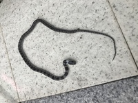 昨日自宅玄関先に死んでる蛇がいました。
赤ちゃんのようですが、なに蛇か詳しい方いらっしゃいますか？ 