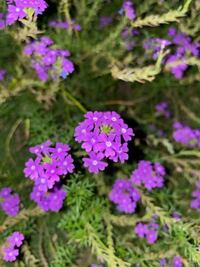 この花の名前を教えてください。 紫色の小さい花です。
庭にいっぱい生えてて気づいたら
たくさん増えていました。
