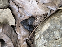 なんの糞だと思いますか 猫とハクビシンとタヌキが生息してます 他にもヒ Yahoo 知恵袋