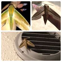 蛾の種類写真のスズメガについて種類が分かる方 ご教示ください Yahoo 知恵袋