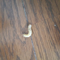 毛虫嫌いな人は画像注意です 今日寝ているときに肘がチクッとして見てみた Yahoo 知恵袋