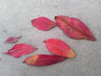 この赤い葉っぱの名前を教えてください 大きさは大きいもので３ ４ｃｍで Yahoo 知恵袋